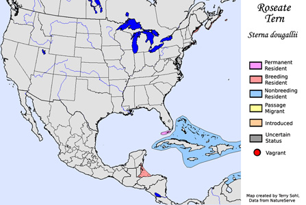Roseate Tern - Range Map