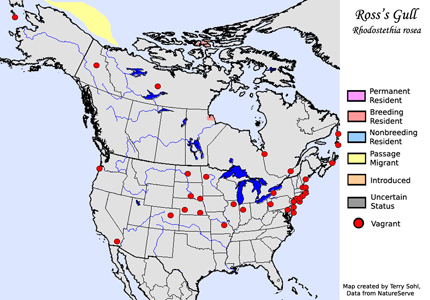 Ross's Gull - Range Map