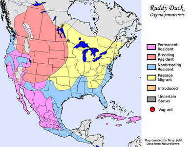 Ruddy Duck - Range Map