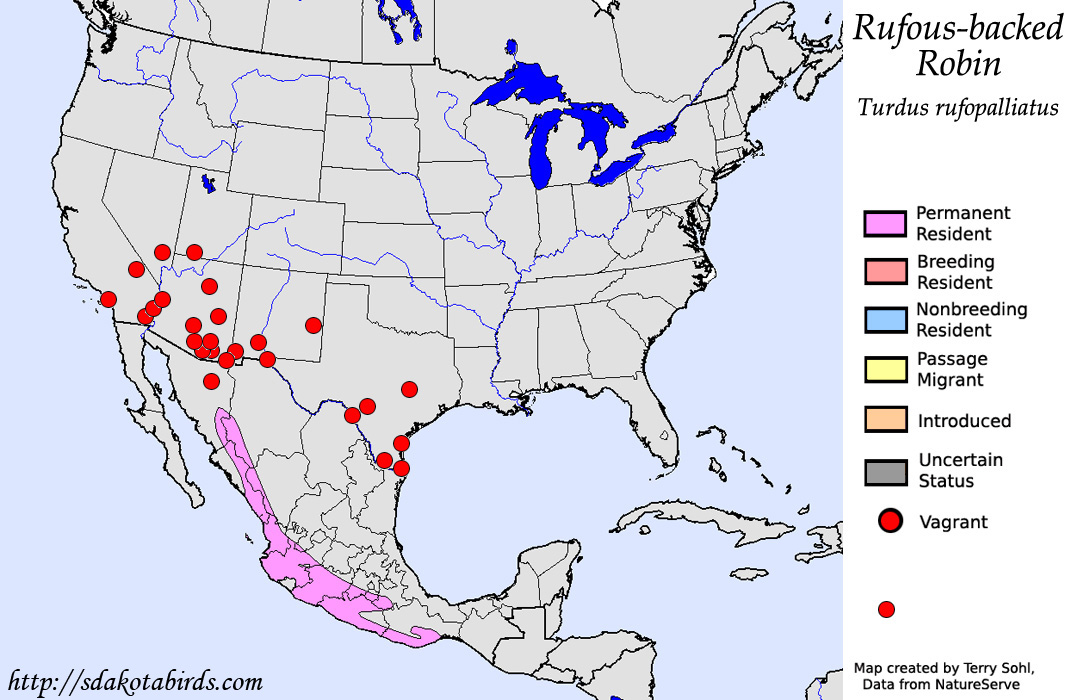 Rufous-backed Robin - North American Range Map