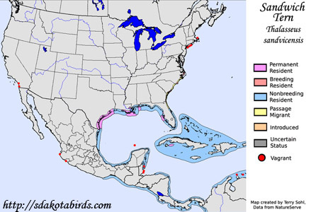 Sandwich Tern - Range Map