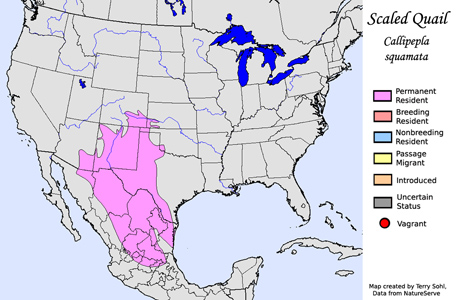 Scaled Quail - Range Map