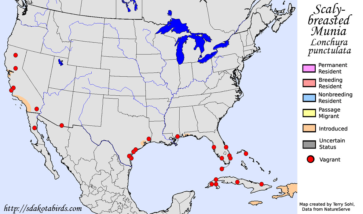 Scaly-breasted Munia - North American Range Map