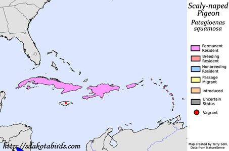 Scaly-naped Pigeon - Range Map