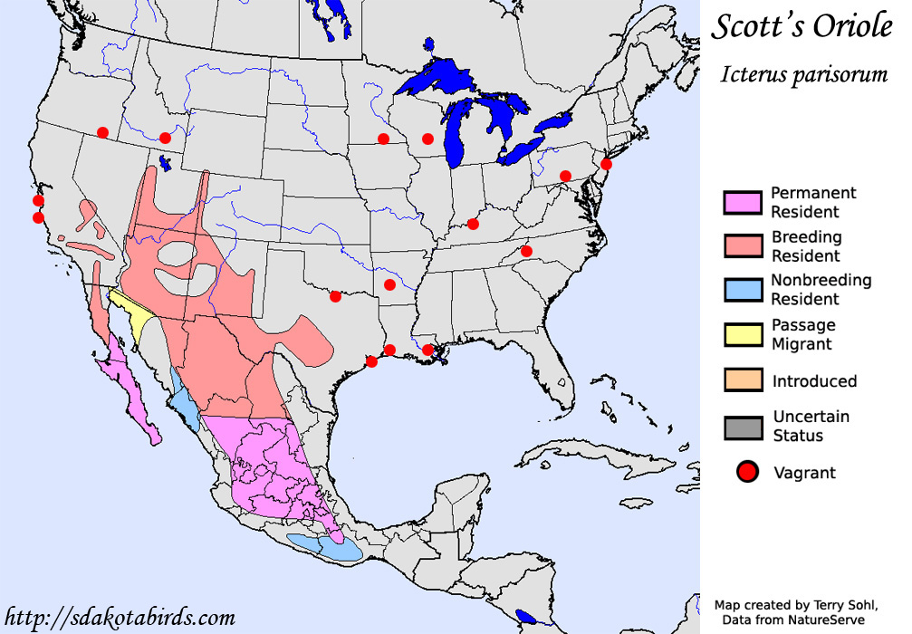 Scott's Oriole - North American Range Map