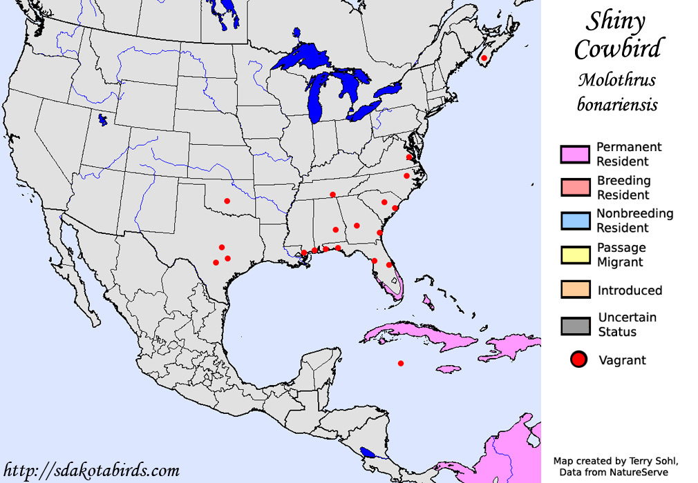 Shiny Cowbird - North American Range Map