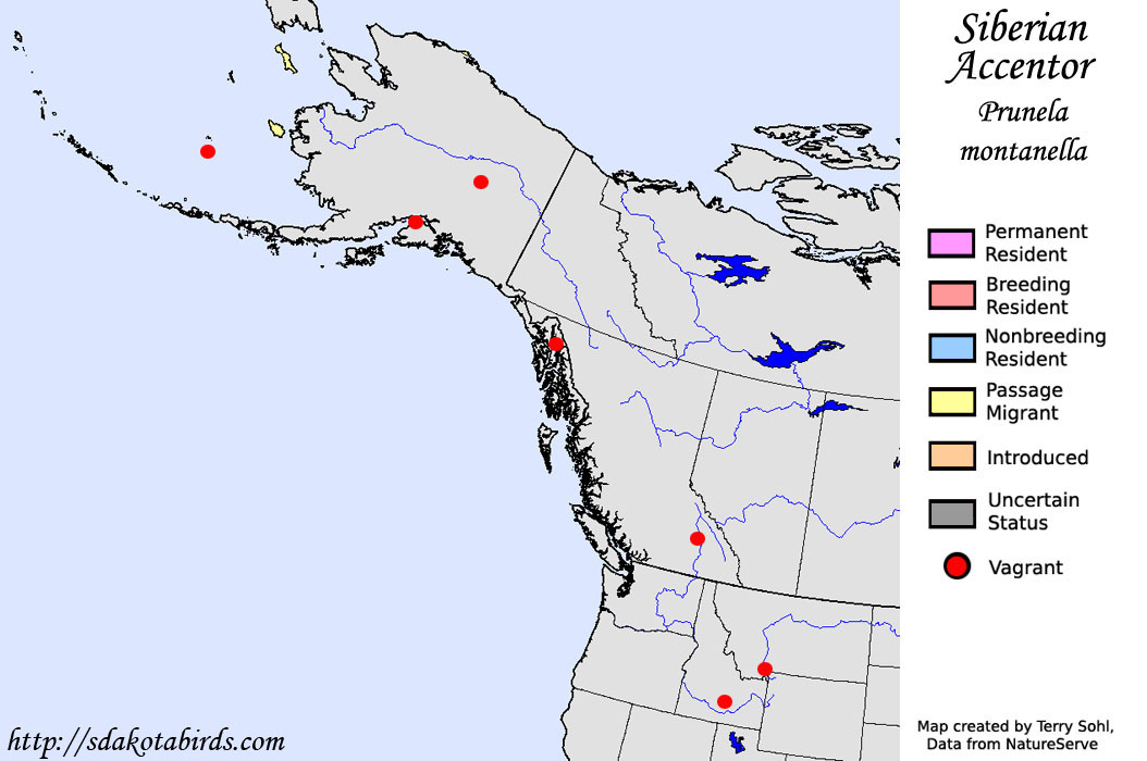 Siberian Accentor - North American Range Map