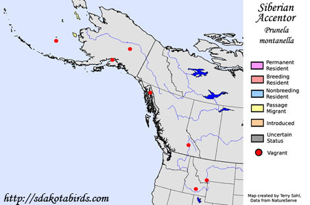 Siberian Accentor - Range Map