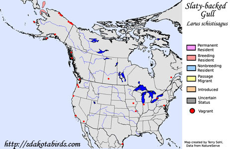 Slaty-backed Gull - Range Map