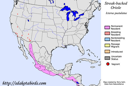 Streak-backed Oriole - Range Map