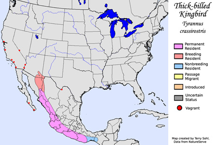 Thick-billed Kingbird - Range Map