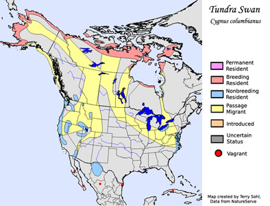 Tundra Swan - Range Map