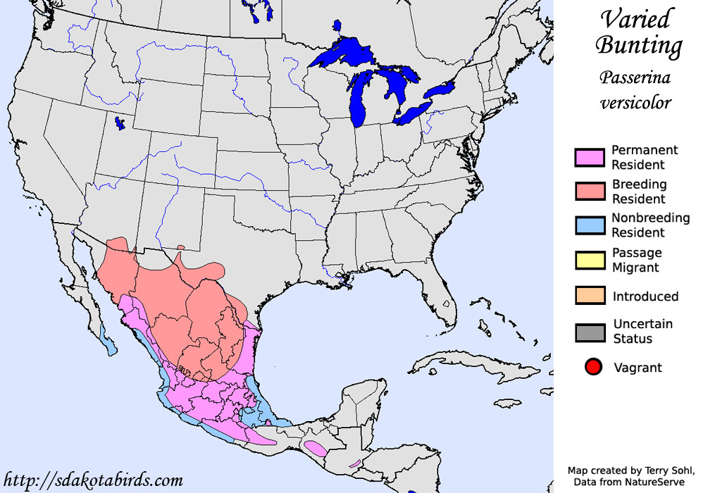 Varied Bunting - North American Range Map