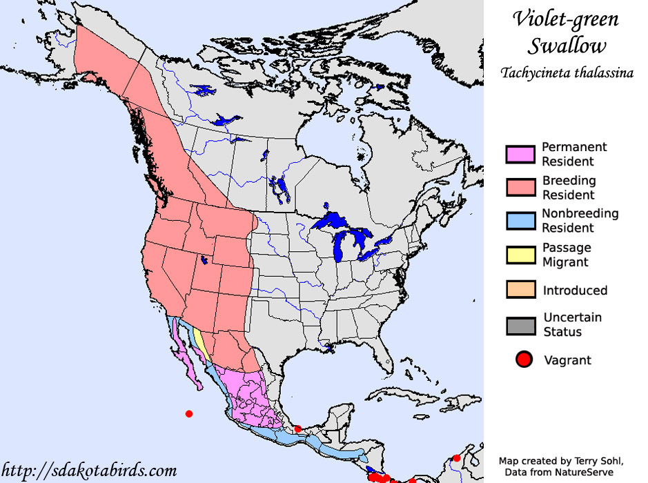 Violet-green Swallow - Range Map