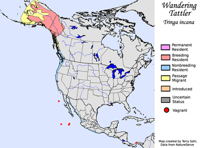 Wandering Tattler - Range Map