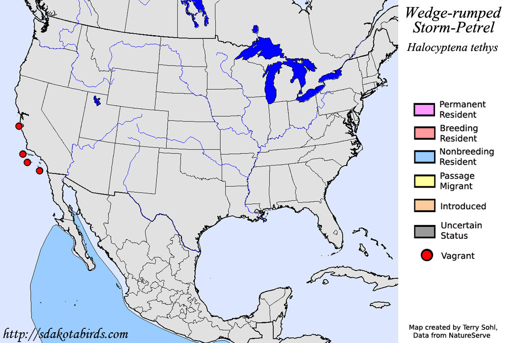 Wedge-rumped Storm-Petrel - Range Map