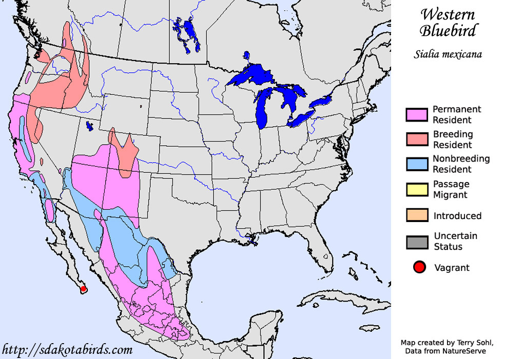 Western Bluebird - Species Range Map