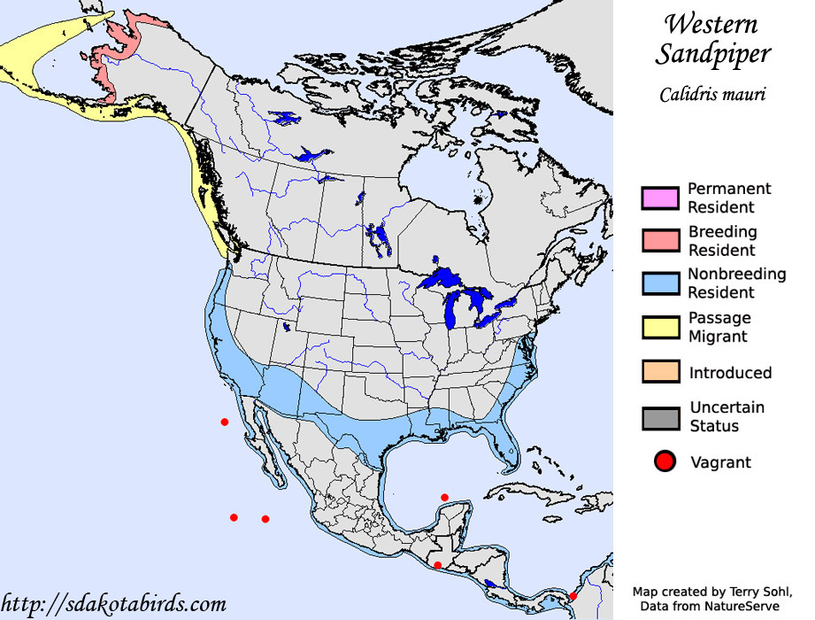 Western Sandpiper - Range Map