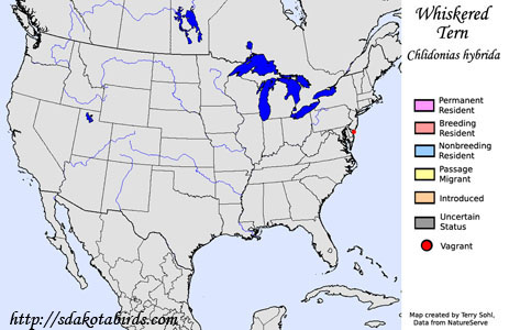 Whiskered Tern - Range Map