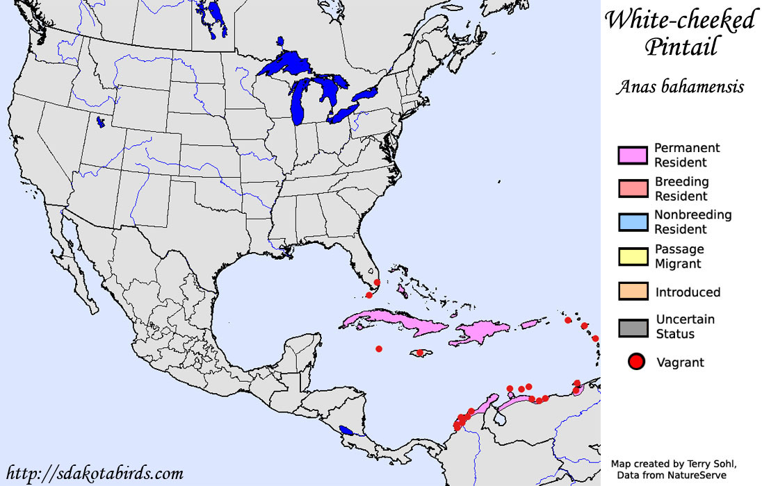 White-cheekd Pintail - North American Range Map