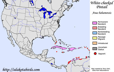White-cheeked Pintail - Range Map