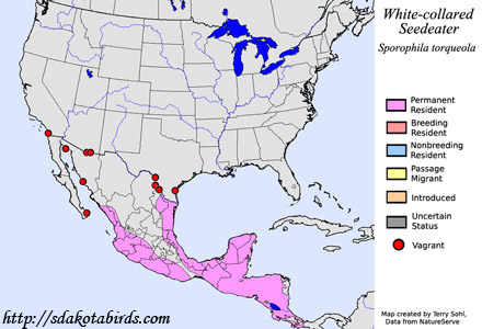 White-collared Seedeater - Range Map