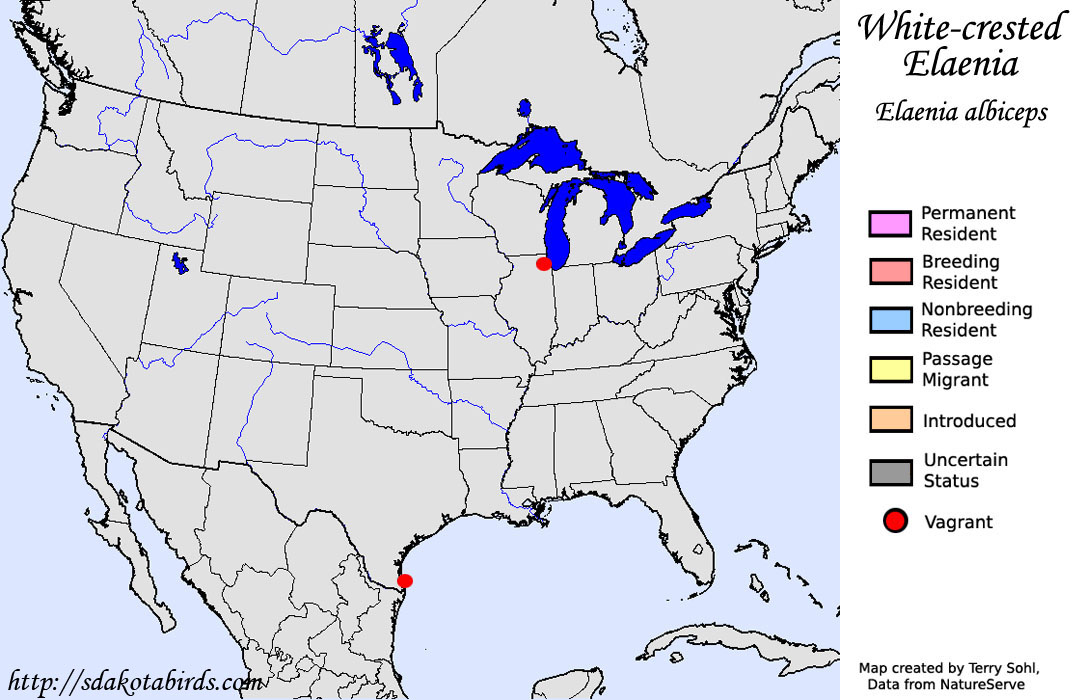 White-crested Elaenia - North American Range Map