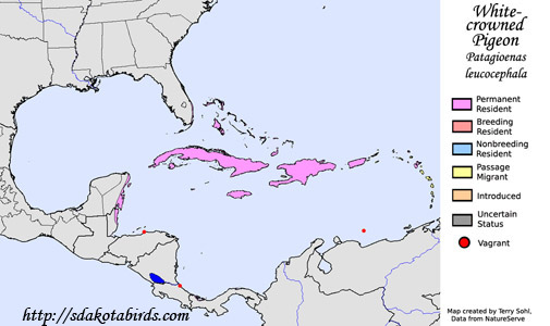 White-crowned Pigeon - Range Map