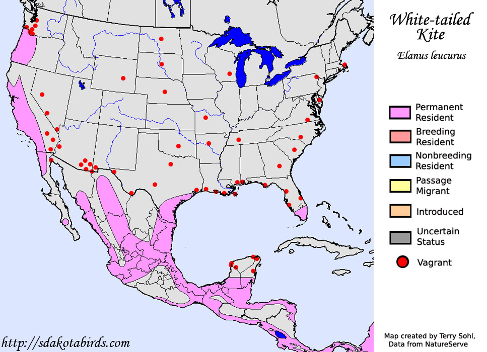 White-tailed Kite - Species Range Map
