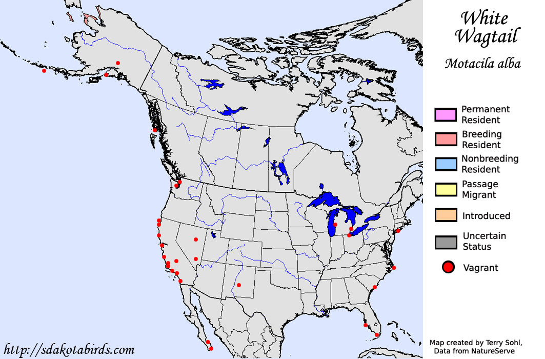 White Wagtail - North American Range Map
