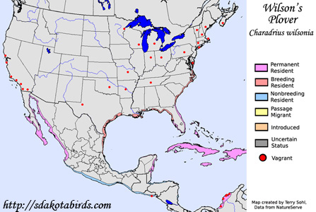 Wilson's Plover - Range Map