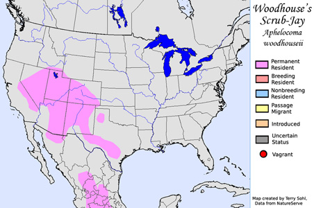 Woodhouse's Scrub Jay - Range Map