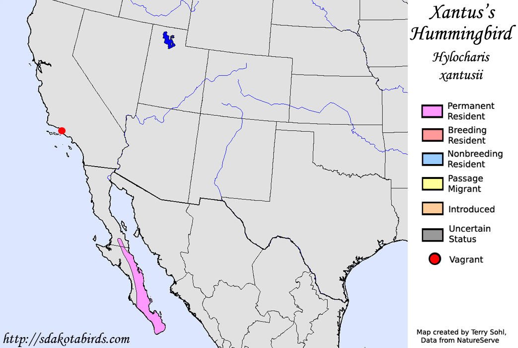 Xantu's Hummingbird - North American Range Map