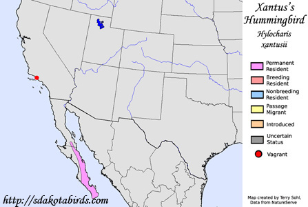 Xantus Hummingbird - Range Map