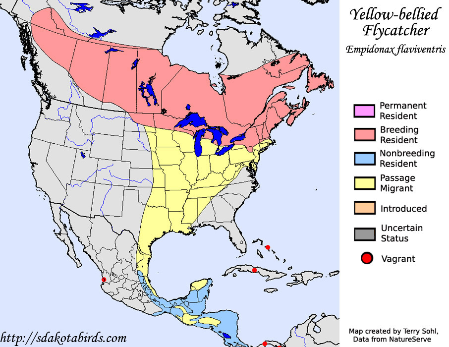 Yellowbellied Flycatcher Species Range Map