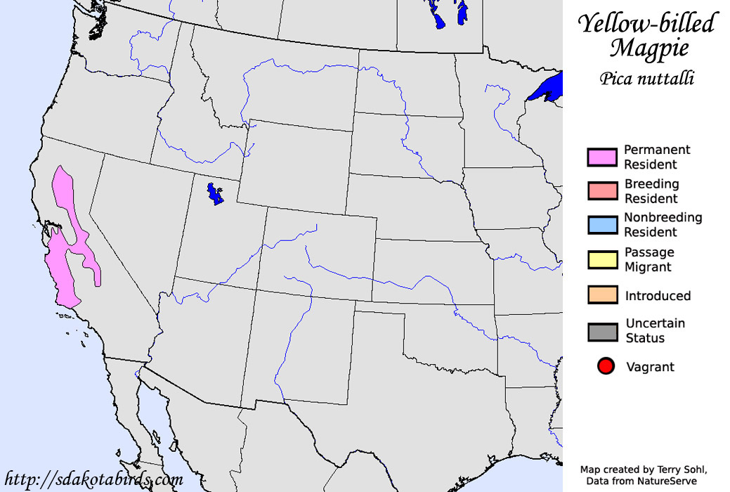 Yellow-biled Magpie - North American Range Map