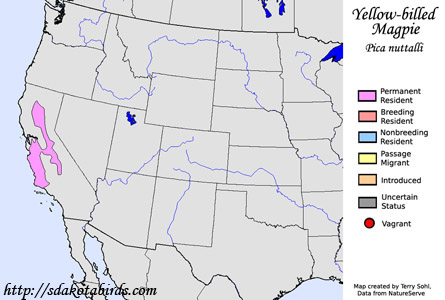 Yellow-billed Magpie - Range Map