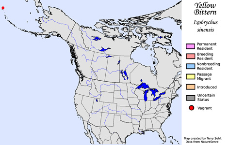 Yellow Bittern - Range Map