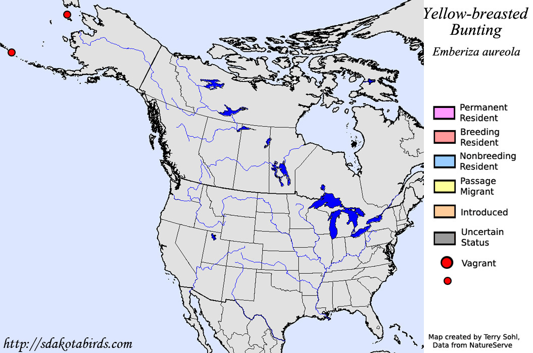 Yellow-breasted Bunting - North American Range Map
