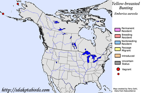 Yellow-breasted Bunting - Range Map