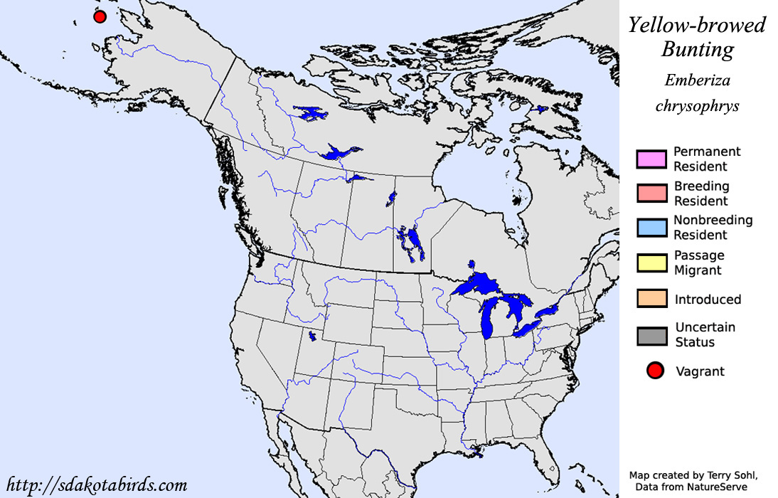 Yellow-browed Bunting - North American Range Map