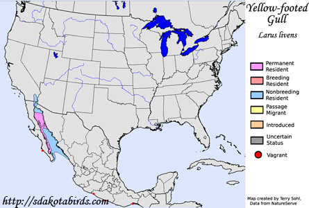 Yellow-footed Gull - Range Map