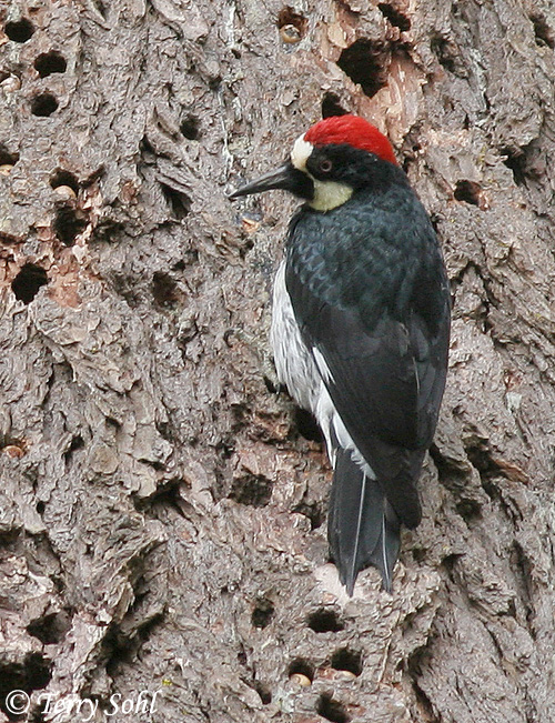 Acorn Woodpecker - Melanerpes formicivorus