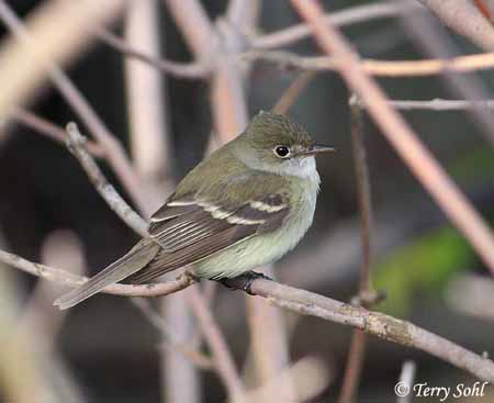 Alder Flycatcher - Empidonax alnorum