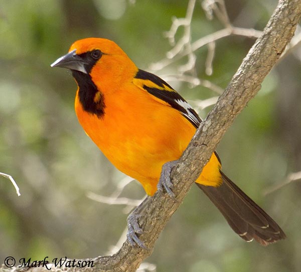 Baltimore Oriole - South Dakota Birds and Birding