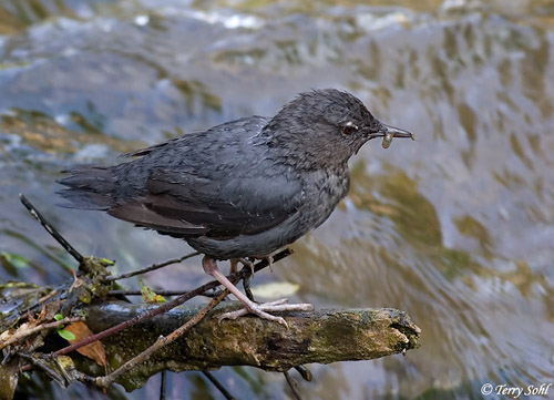 American Dipper - Cinclus mexicanus