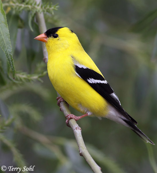 American Goldfinch - Spinus tristis