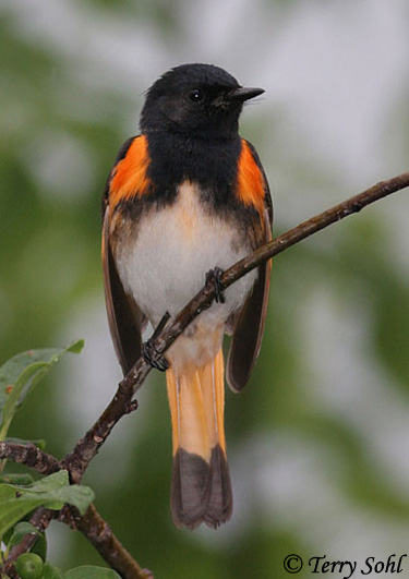 American Redstart - Setophaga ruticilla