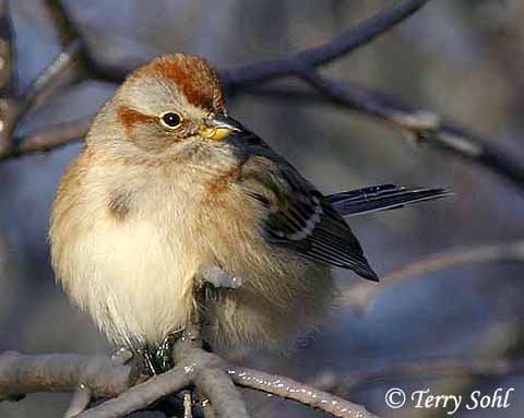 American Tree Sparrow - Spizelloides arborea