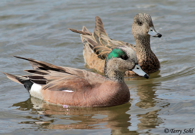 American Wigeon - Mareca americana